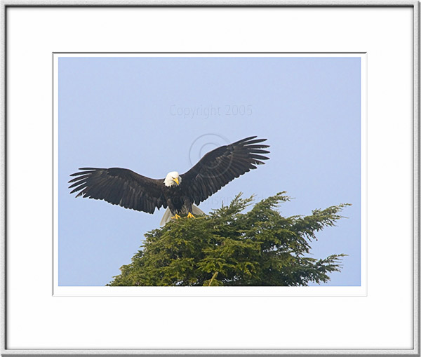 Image ID: 100-202-3 : Spread Eagle 